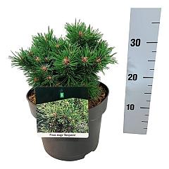 Pinus mugo 'Benjamin'