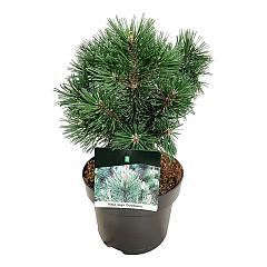 Pinus mugo 'Columnaris'