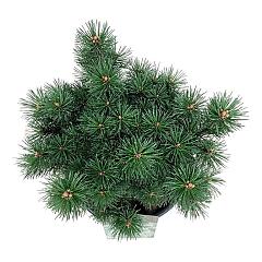 Pinus mugo 'Columnaris'