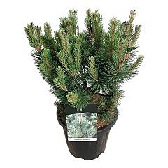 Pinus mugo 'Columnaris'