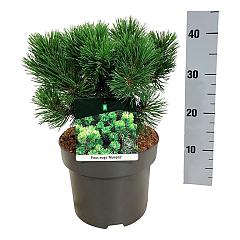 Pinus mugo 'Mumpitz'