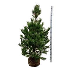 Pinus nigra nigra