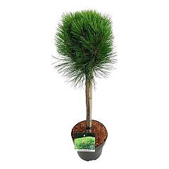 Pinus nigra 'Summer Breeze'