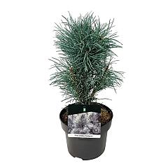 Pinus sylvestris 'Fastigiata'