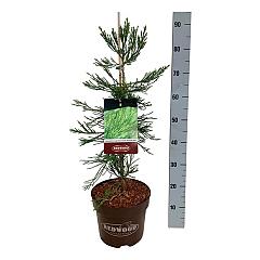 Sequoiadendron g. 'Healty Mammoth Two'