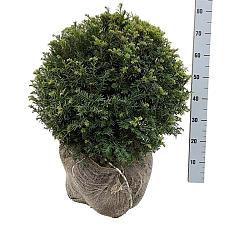 Taxus baccata