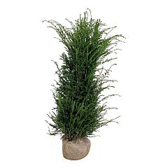 Taxus baccata