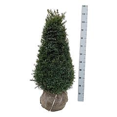 Taxus b. 'Höpken's Gigant'