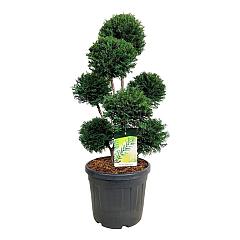 Taxus b. 'Höpken's Gigant'