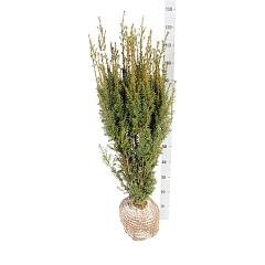 Taxus media 'Hicksii'
