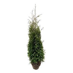 Thuja occ. 'Brabant'