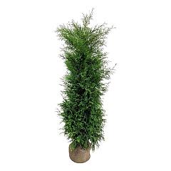 Thuja occ. 'Brabant'