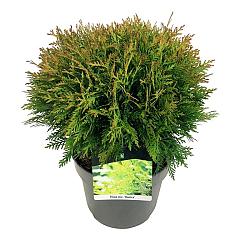 Thuja occ. 'Danica'