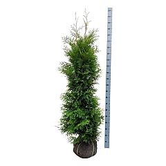 Thuja occ. 'Golden Brabant'