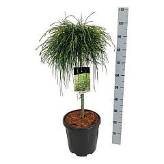 Thuja pl. 'Whipcord'