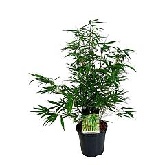 Fargesia robusta 'Tauro'