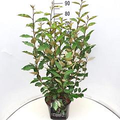 Elaeagnus ebb. 'Compacta'