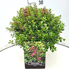 Escallonia 'Red Dream'
