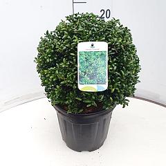 Ilex crenata 'Convexa'