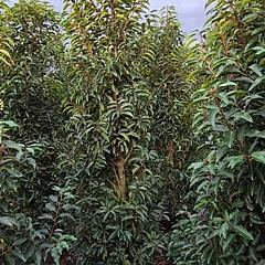 Prunus lusitanica 'Angustifolia'