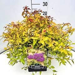 Spiraea japonica 'Goldflame'