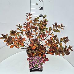 Weigela florida 'Nana Purpurea'