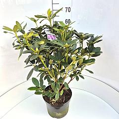 Rhododendron 'Catawb. Grandiflorum'
