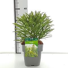 Cryptomeria j. 'Little Champion'