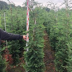 Cupressocyparis leylandii