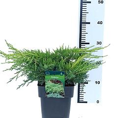 Juniperus pf. 'Gold Star'