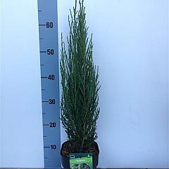 Juniperus scop. 'Blue Arrow'