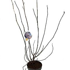 Magnolia soulangeana