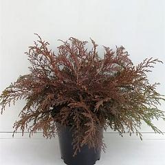 Microbiota decussata