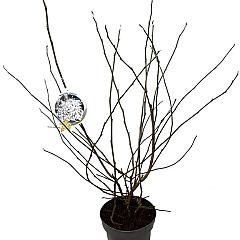 Magnolia stellata