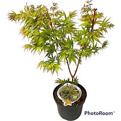 Acer pal. 'Sangokaku'