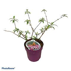 Buddleja d. 'Berries and Cream'