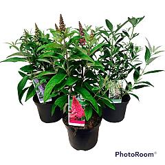 Buddleja d. 'Butterfly Tower'