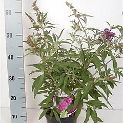 Buddleja d. 'Buzz Violet'