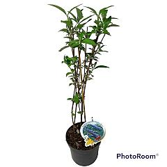 Buddleja d. 'Empire Blue'