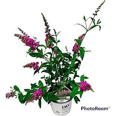 Buddleja d. 'Miss Ruby'