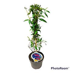 Buddleja d. 'Nanho Purple'