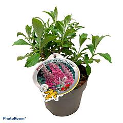 Buddleja d. 'Peacock'