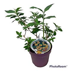 Buddleja weyeriana 'Sungold'