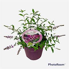 Buddleja Flutterby Petite Dark Pink