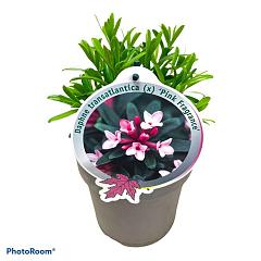 Daphne transatl. 'Pink Fragance'