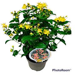 Hypericum 'Miracle Blossom'