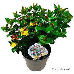 Hypericum 'Miracle Marvel'