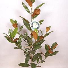 Magnolia grandiflora