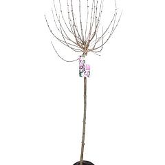 Syringa meyeri 'Palibin'