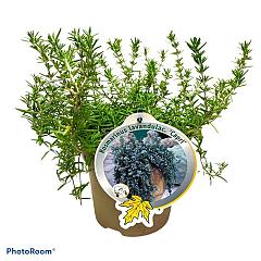 Rosa (F) Liesbeth Canneman